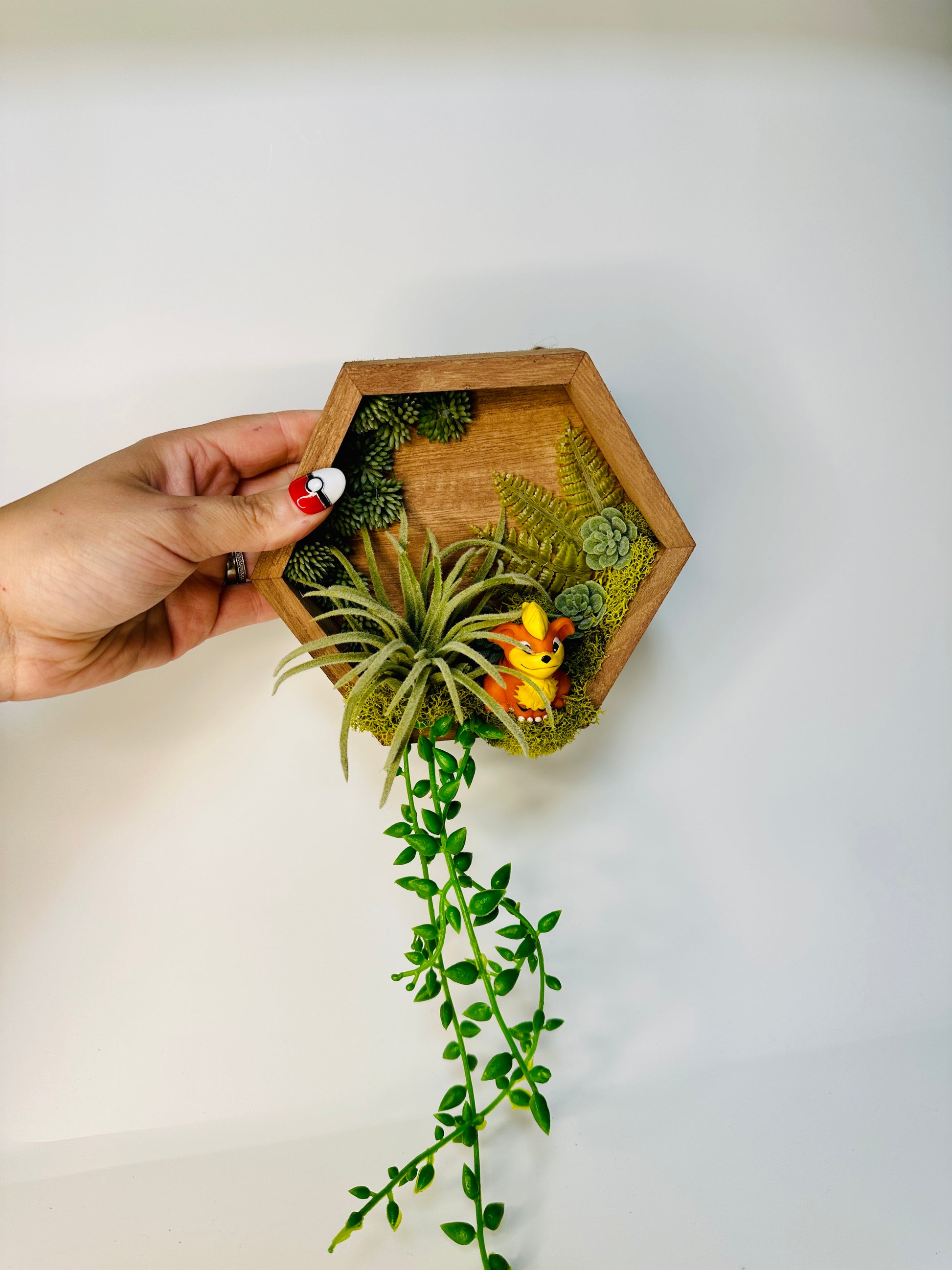 terrarium wall with plant pockets Wall Hangable Hexagon Terrariums – PokePoke Designs