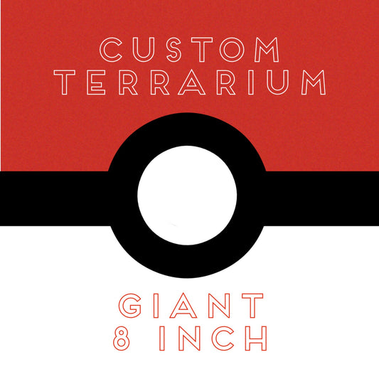 Custom 8 inch Terrarium